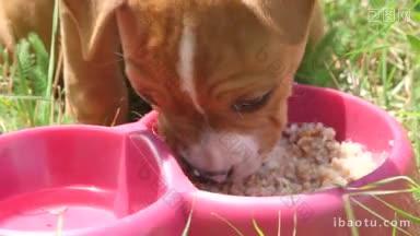 可爱和饥饿的小狗狗在夏天的花园吃他的食物